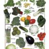Posters de Alimentos Naturales - Vegetales Mixtos (9x12)